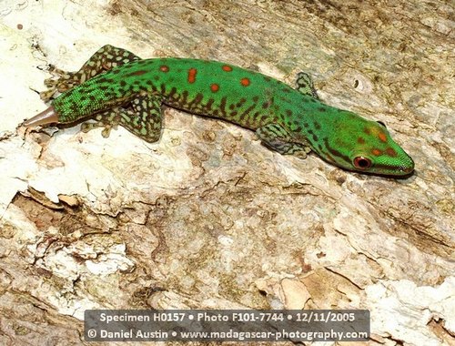 Speckled Day Gecko