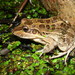 Leptodactylus latrans - Photo (c) Walter S. Prado, todos los derechos reservados, subido por Walter S. Prado