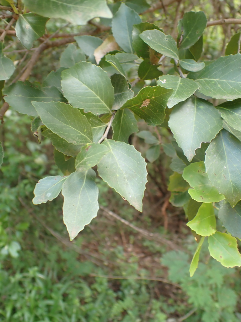 Kuto Tree Koko Tree from Vhembe, Limpopo, South Africa on February 1, 2026 at 10: ...