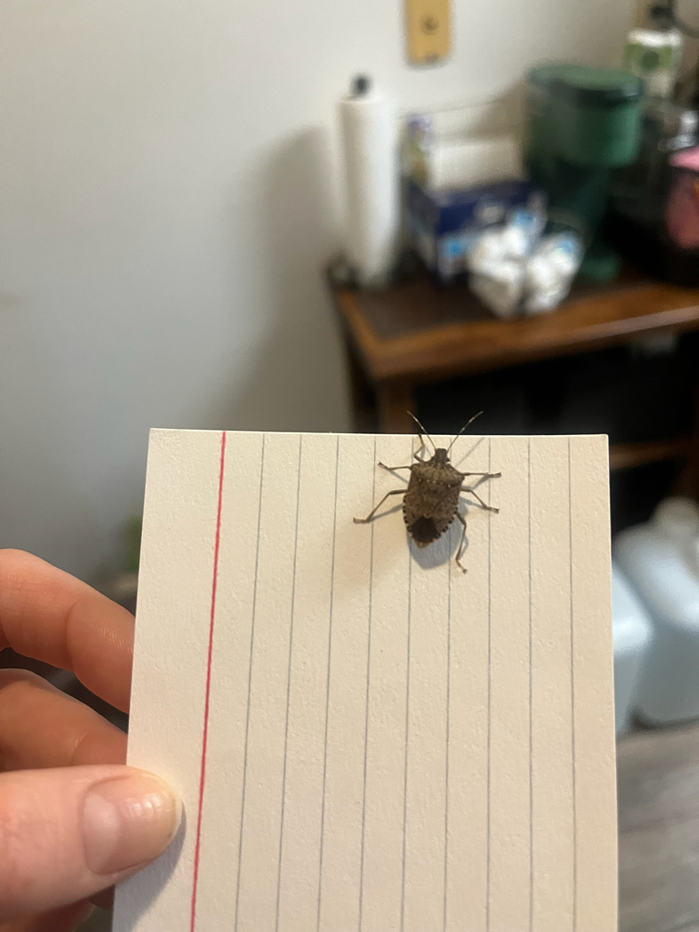 Brown Marmorated Stink Bug from S James Pointe Dr, Murray, UT, US on ...
