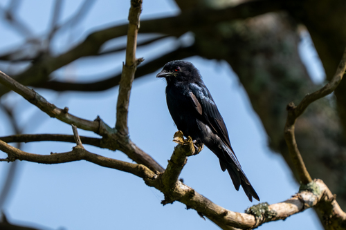 Fork-tailed Drongo