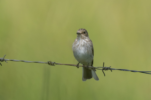 Spotted Flycatcher
