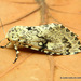 Lichnoptera illudens - Photo (c) Juan Carlos Garcia Morales, kaikki oikeudet pidätetään, lähettänyt Juan Carlos Garcia Morales