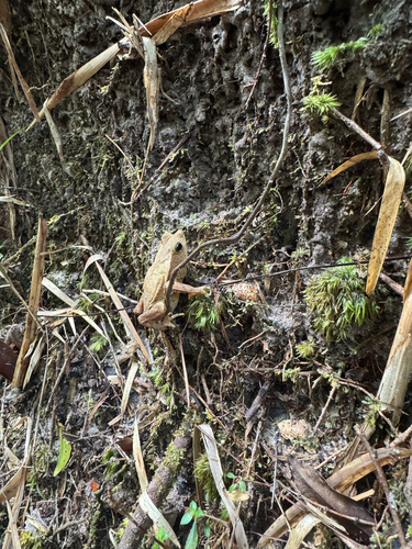 Rhinella hoogmoedi
