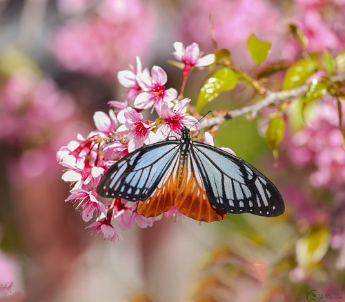 Tawny Mime Swallowtail