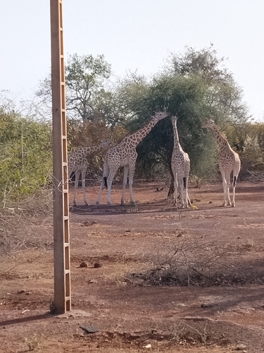 West African Giraffe