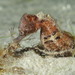 Hippocampus camelopardalis - Photo (c) marloes, כל הזכויות שמורות