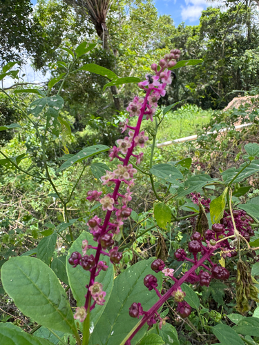 Brazilian Pokeweed