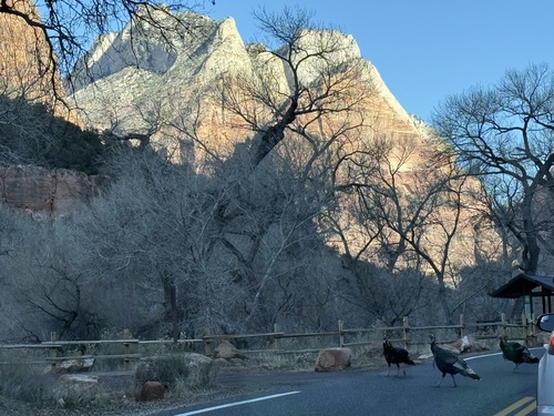 iNaturalist observation 2026-01-31