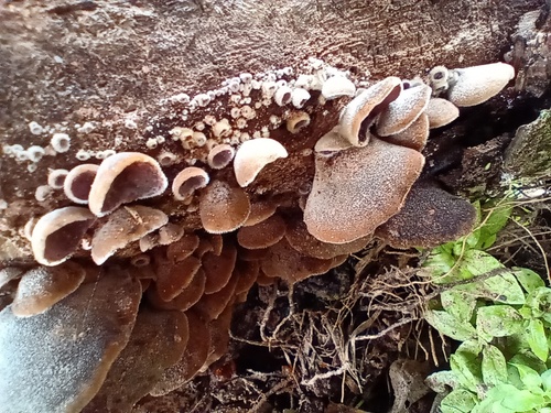 Wood Ear mushroom