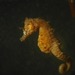 Observation photo