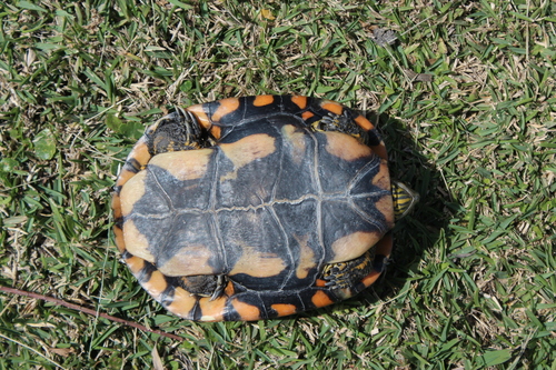 panza de tortuga bebe pintada