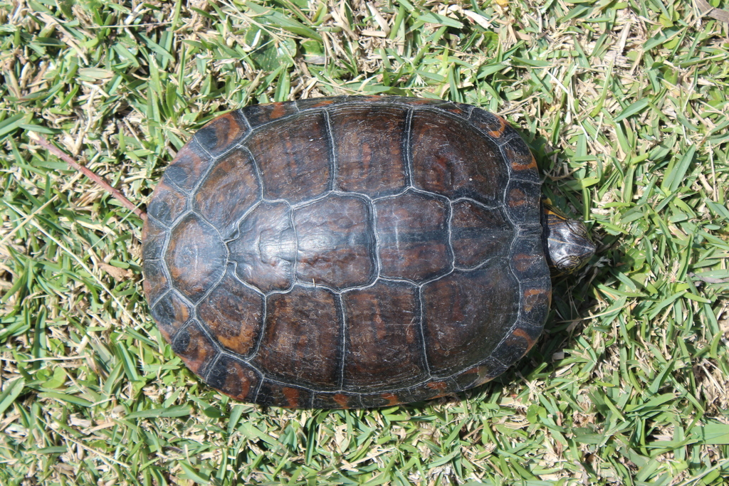 panza de tortuga bebe pintada