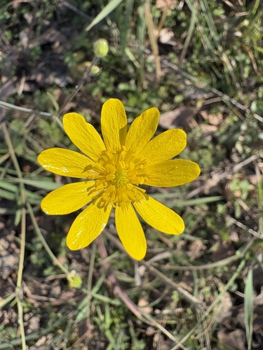 iNaturalist observation photo of California buttercup