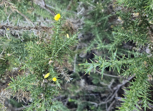 Avistamiento Ulex parviflorus