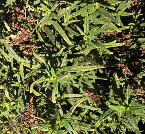 Avistamiento Estepa negra (Cistus monspeliensis)