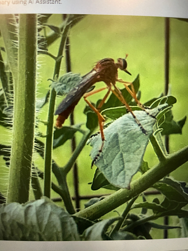 Unknown species found near Streaker Rd, Sykesville, MD, US