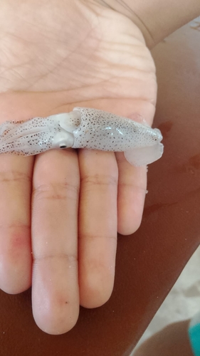 Lolliguncula brevis