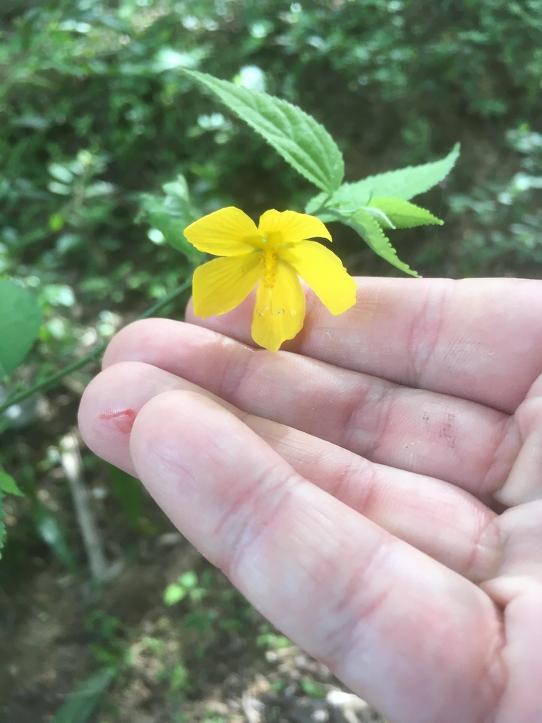 Shell Floreal shell flower from FG4F+FQ - Quilombo, Pelotas - RS, Brasil on February ...
