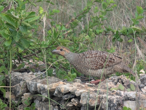 Grey Francolin