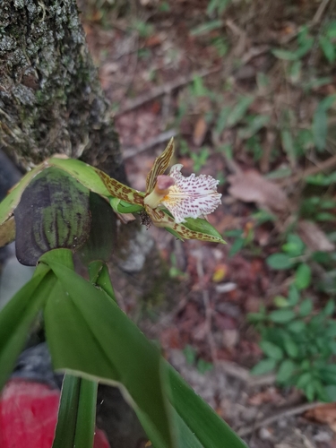 Aspasia variegata