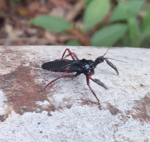 Beharus cylindripes