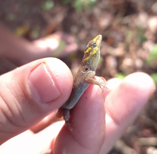 Bridled Forest Gecko