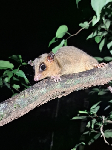 North-eastern Woolly Mouse Opossum