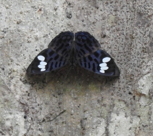 Ectima iona