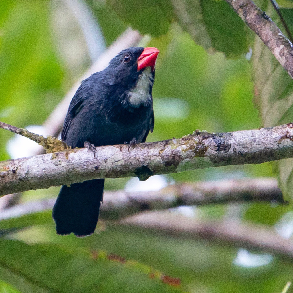 Slate-colored Grosbeak photo