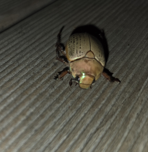 Anoplognathus boisduvalii