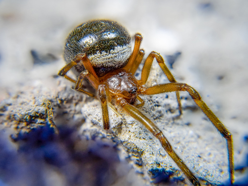 Steatoda maura