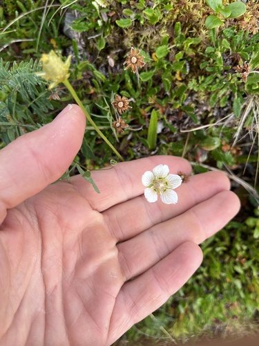 marsh grass-of-Parnassus