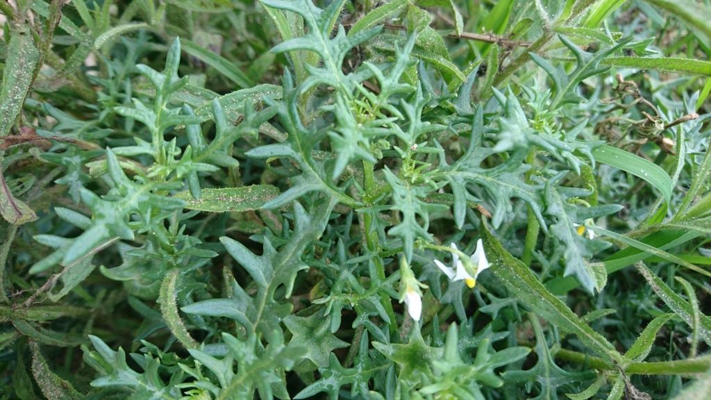 Cutleaf Nightshade from Cranbourne VIC 3977, Australia on February 12 ...