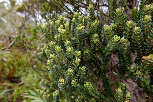 Metrosideros rotundifolia