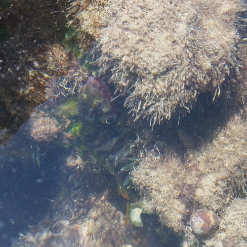 Labrisomus nuchipinnis