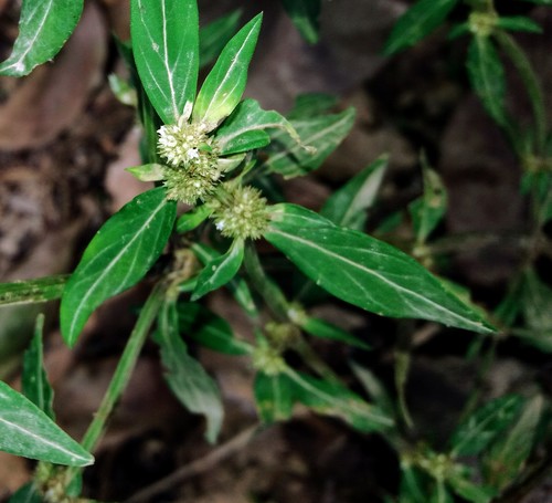 Spermacoce ovalifolia
