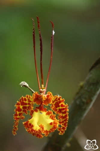 Psychopsis