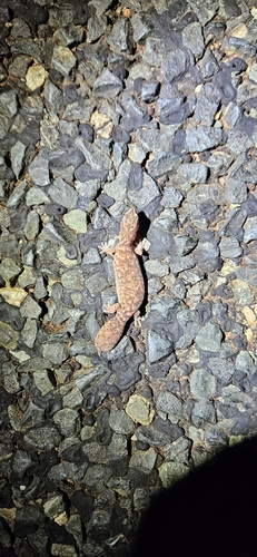 Variable Fat-tailed Gecko