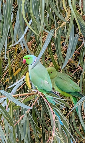 Rose-ringed Parakeet