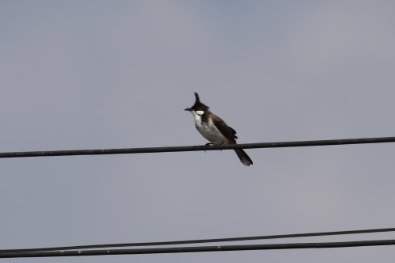 Red-whiskered Bulbul