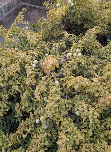 bengal quince
