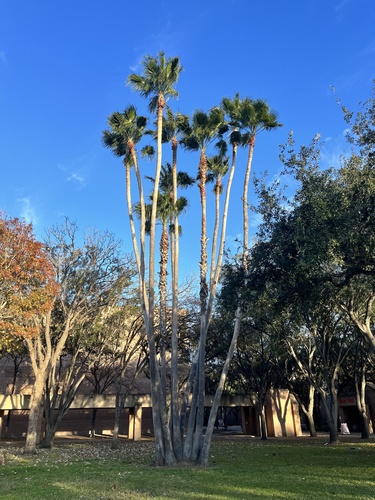 Mexican Fan Palm