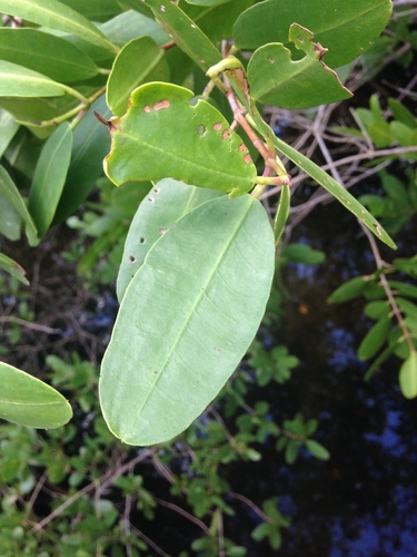 White Mangrove (SPC Florida Plants ) · iNaturalist