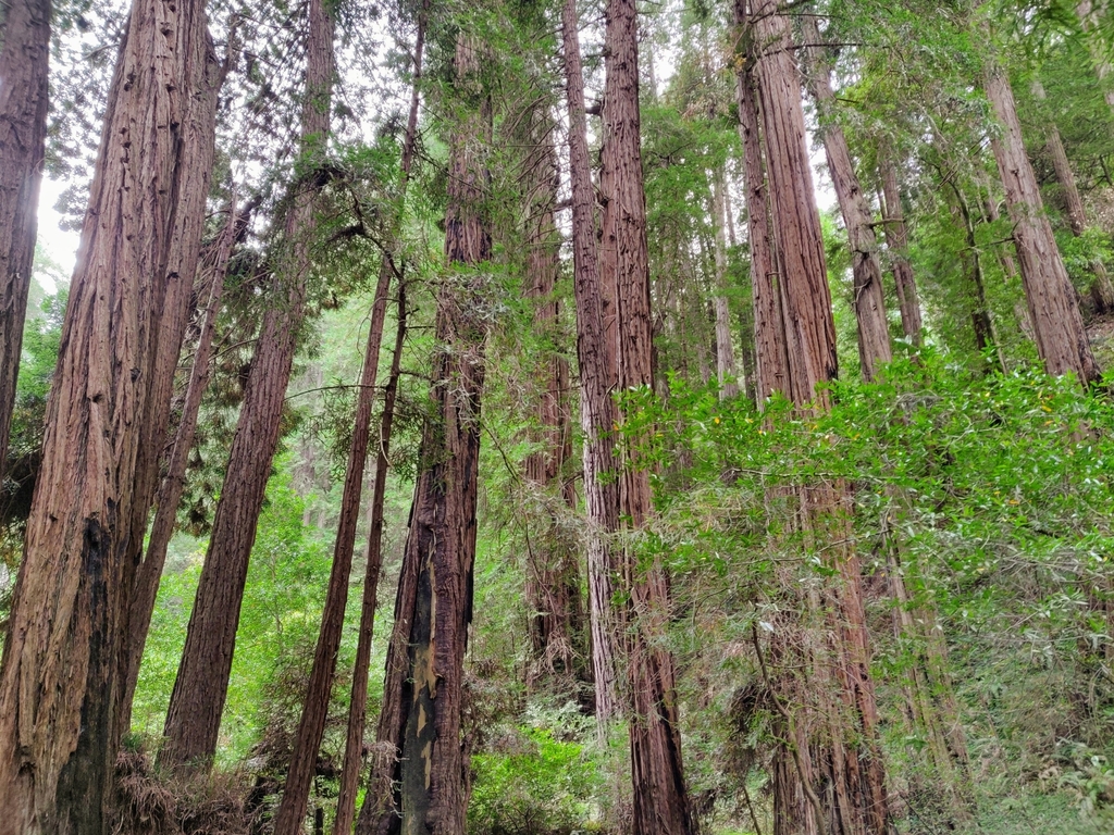 Sequoia sempervirens — an easy houseplant, prefers full sun light
