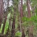 Sequoia sempervirens - Photo (c) kmvogelsang, όλα τα δικαιώματα διατηρούνται, uploaded by kmvogelsang