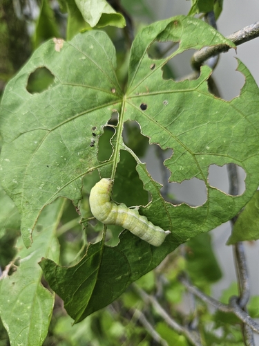 Cutworms and Dart Moths