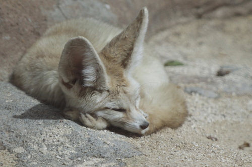 Fennec Fox