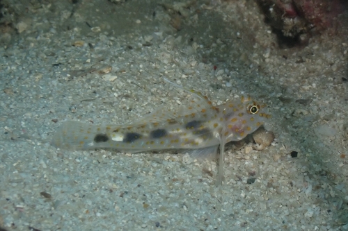 Fusigobius inframaculatus