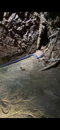White-spotted slug snake